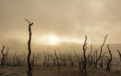 Marianne Holland: The Barren Lands (2017)