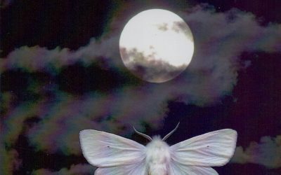 Moth Man – “Where the Dead Birds Go”