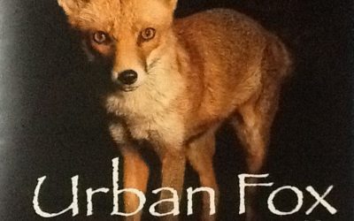 Maggie Duffy: Urban Fox (2020)