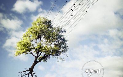 Orymus: Miracles (2015)