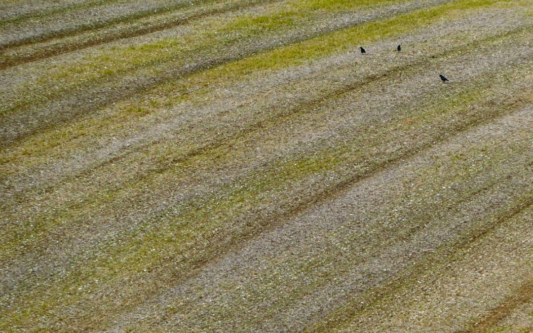 Small Blue: Furrow (2025)