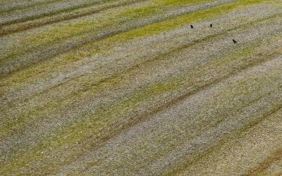 Small Blue: Furrow (2025)